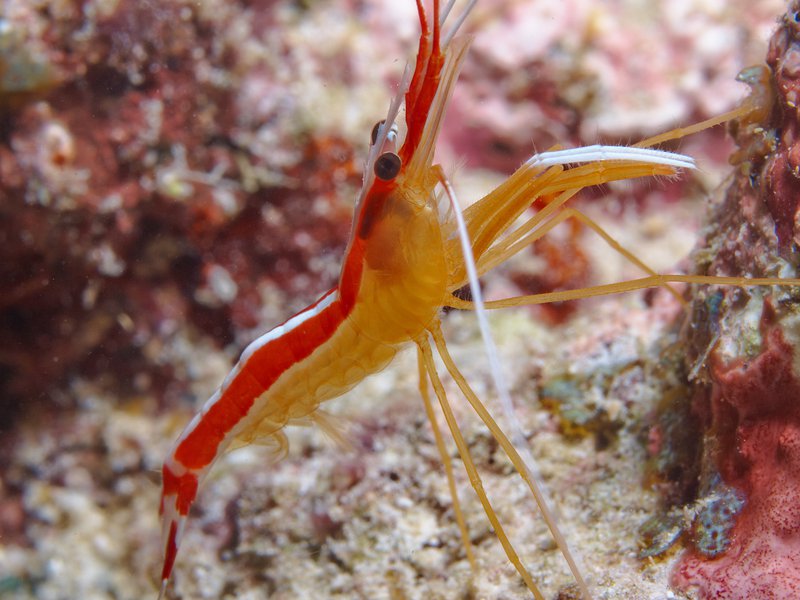 Shrimp, House Reef